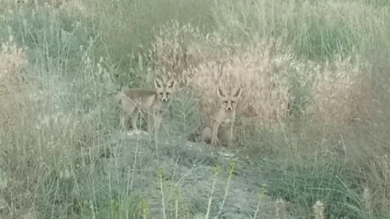 İki minik yavru tilki annelerini böyle bekledi