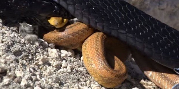 İki ölümcül yılan birbirini yemek için savaştı!