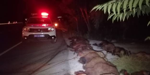 İki otomobil sürüye çarptı: 40 koyun telef oldu