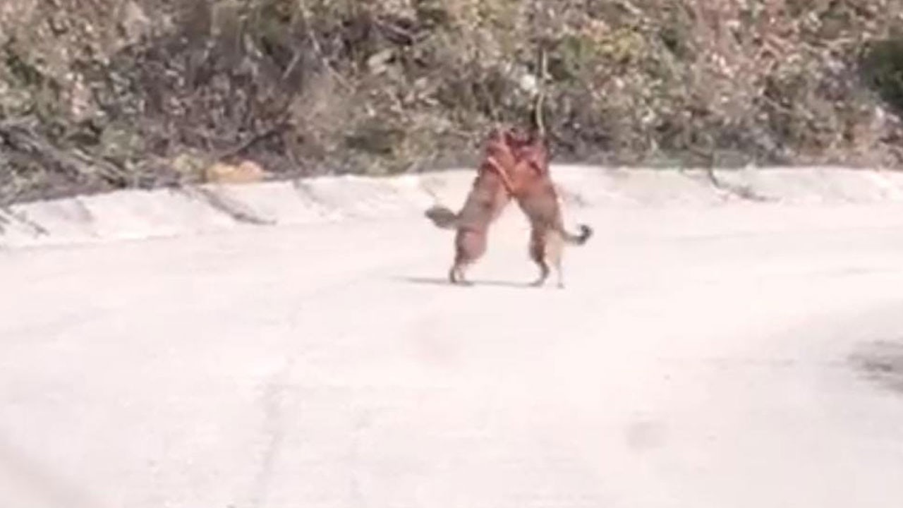 İki tilkinin kavgası kameraya yansıdı