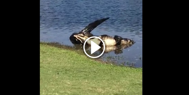 İki timsahın korkunç mücadelesi!