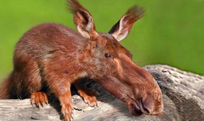 İki yeni memeli türü daha keşfedildi