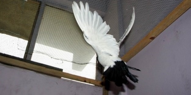 İki yıl aradı, otomobil fiyatına satın aldı