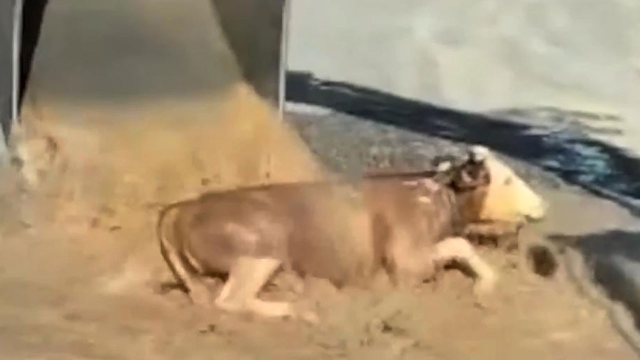 İki yıl önce su kanalından kurtarılmıştı! Yavrusunu dünyaya getirdi