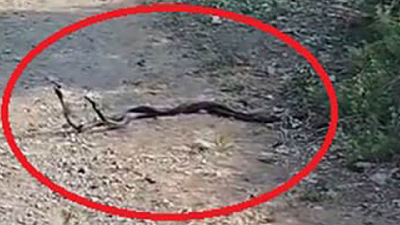 İki yılanın yaptığı dans böyle görüntülendi