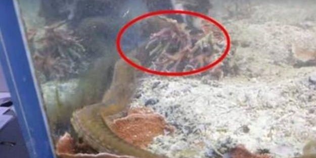 İki yıldır akvaryumunu temizlemeyen adam bakın neyle karşılaştı!