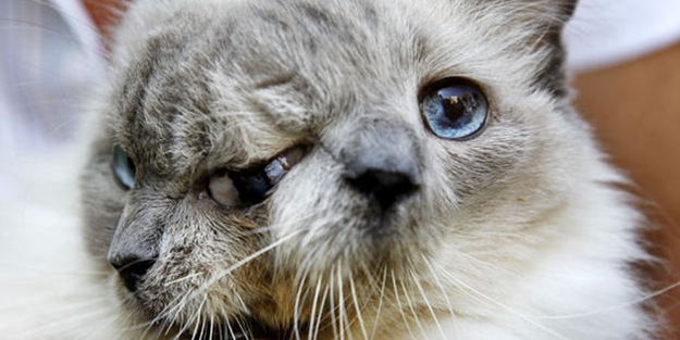 İki yüzlü kedi öldü/ VİDEO