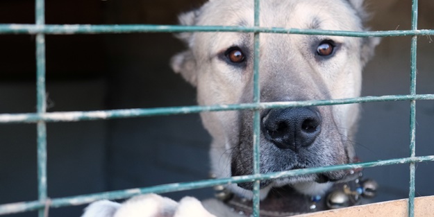 İkinci el otomobil fiyatına satılıyor! Yurt dışından resmen sıraya giriyorlar