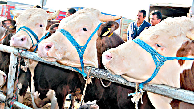 İkinci el otomobili getir, boğayı götür