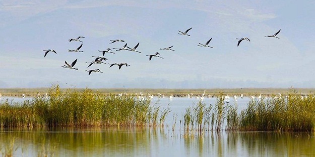 İklim değişikliği bütün canlıları etkiliyor