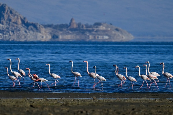 İklim değişikliği flamingoların göç yolculuğunu etkiledi
