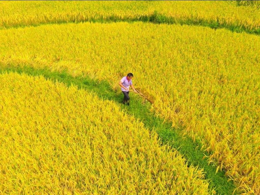 İklim değişikliği sonbahar hasadını da öne çekti