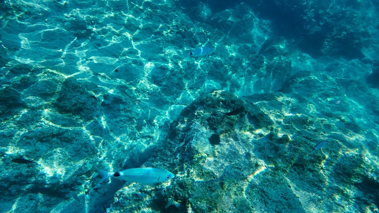 İklim krizi etkiliyor! Kızıldeniz’den Akdeniz’e tehdit