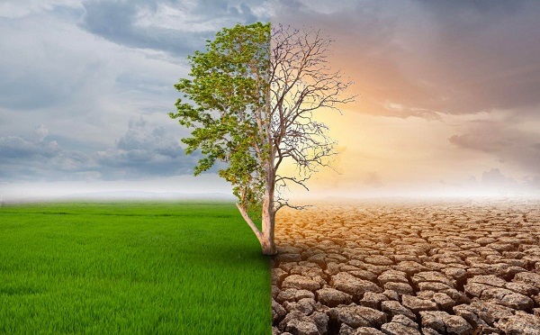 İklim krizi korkutuyor! Bu gıdaları bir daha yiyemeyebiliriz