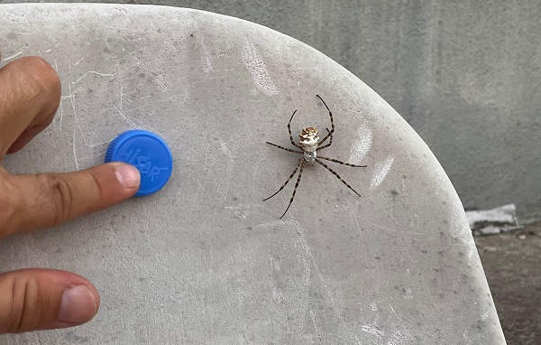İklim krizi yeni bir tür getirdi! Aman dikkat bu örümcek yayılmaya başladı