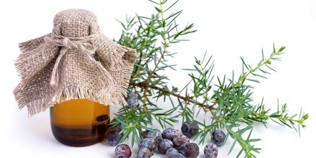 İlaç gibi bir ağaç: Ardıç