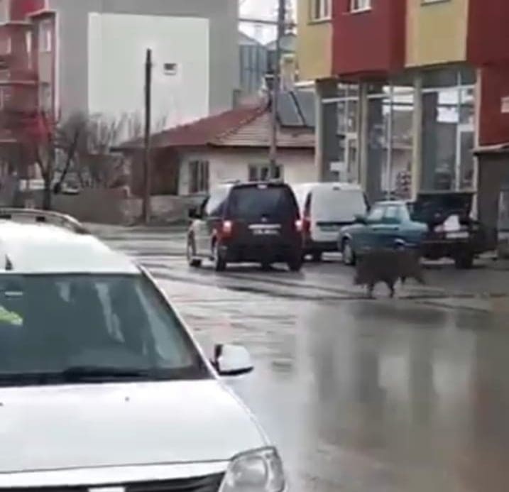 İlçe merkezindeki ekmek fırınını domuzlar bastı 