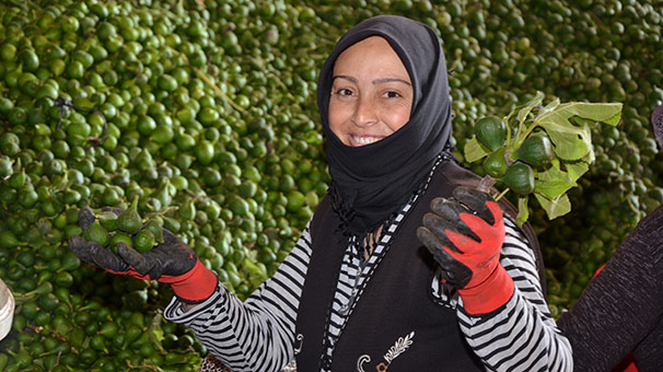 İlek gelir kapısı oldu