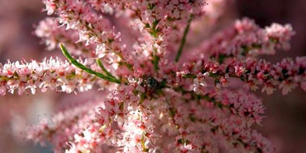 Ilgın ağacı ve bir benzeri duman ağacı