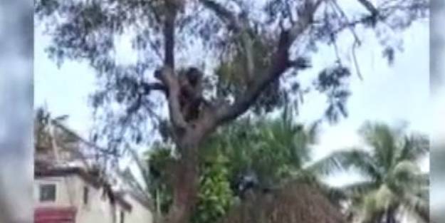 İlginç anlar! Aşı olmamak için ağaca tırmandı