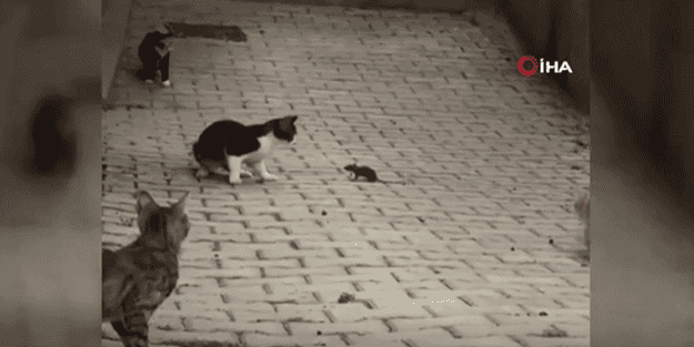 İlginç anlar! Bir fare 5 kediye böyle kafa tuttu