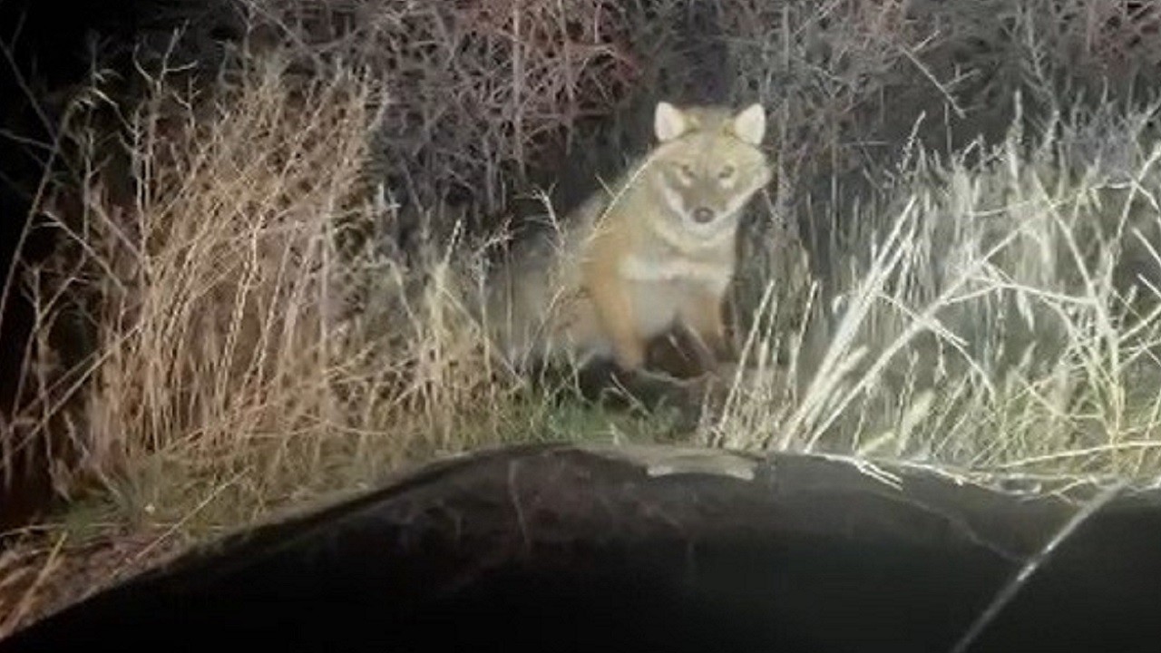 İlginç anlar! Çakal aracın etrafında böyle dolaştı