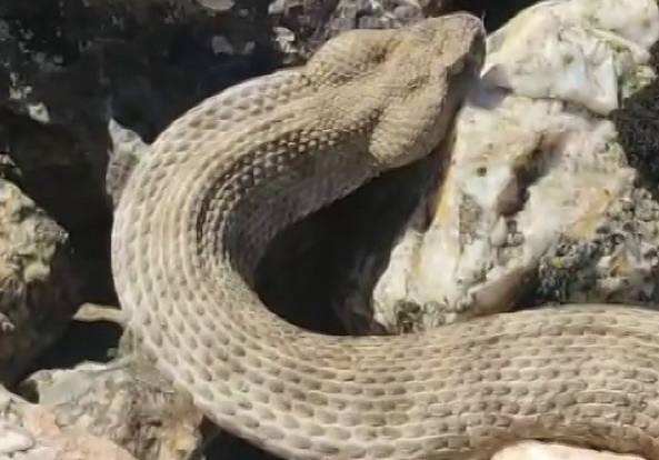 Dünyanın en zehirlisi ama nafile!