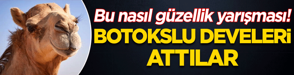 İlginç haber! Deve güzellik yarışması yaptılar, botokslu develer atıldı