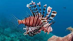 İlginç olay! Arkeologlar batıkta çalışırken zehirli balıklar bakın ne yaptı!