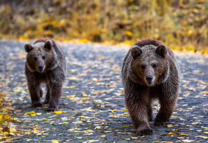 İlginç olay! Düğün çekimini ayılar bastı, gelinle damat..