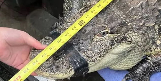 İlginç olay! Timsahla uyuduğunu görenler ertesi gün adamı bulamadı