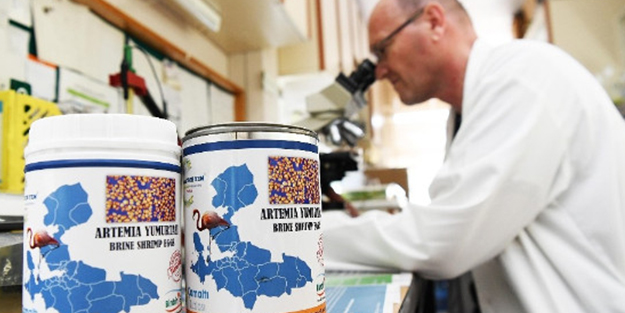 İlk canlı balık yemi Ege'de üretildi