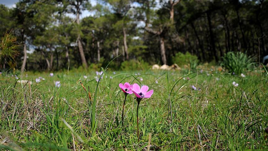 İlk cemre bugün havaya düştü