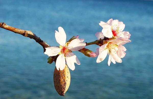 İlk cemre düştü mü? Cemre neden nereye düşer? Cemre tarihleri 2022: