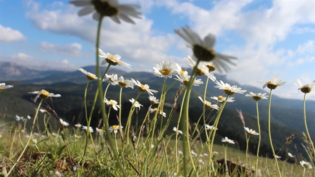 İlk cemre düşüyor
