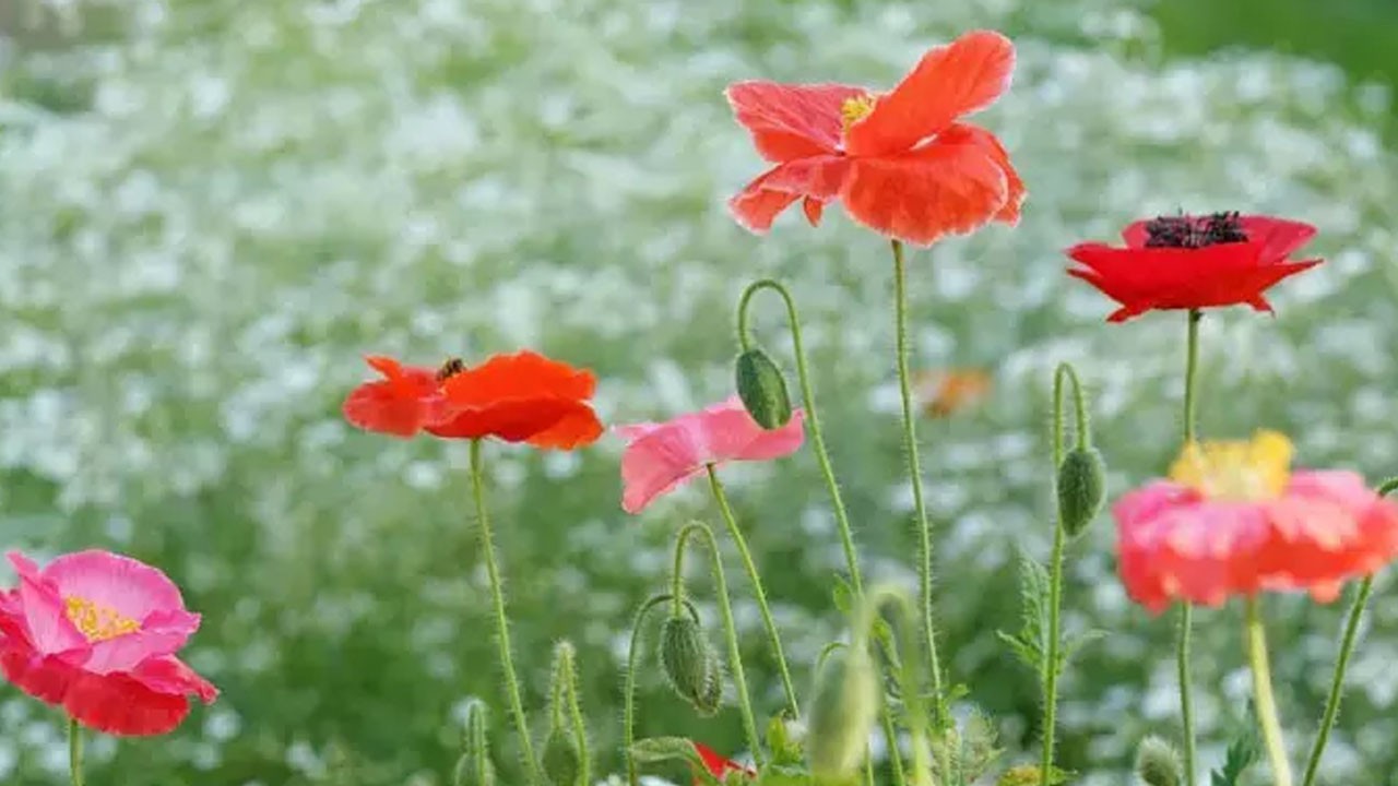 İlk cemre havaya düştü! İkinci cemre ne zaman düşecek?