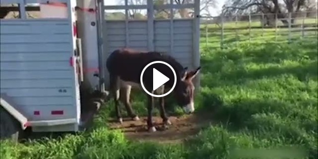 İlk defa çim gören eşekler bakın ne yaptı