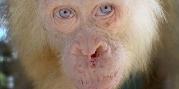 'İlk defa karşılaşılan' albino orangutan korumaya alındı