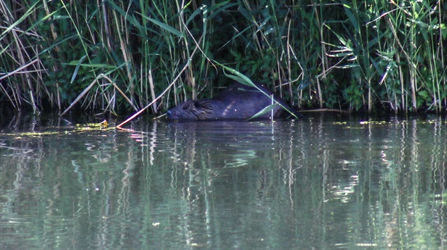 İlk görüşte fareyi anımsatıyor: Ağrı'da görüntülendi
