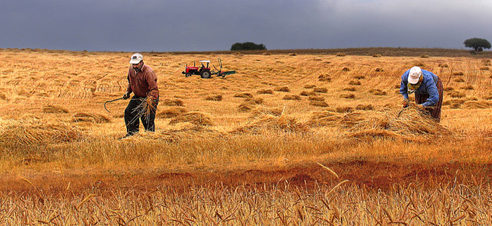 İlk insanlar çiftçiliği Türkiye'de öğrenmişler