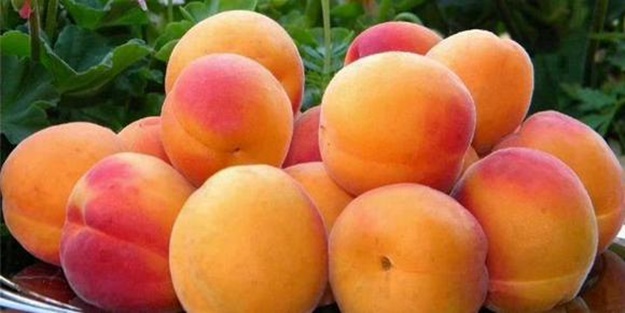 İlk kaysı hasadı başladı