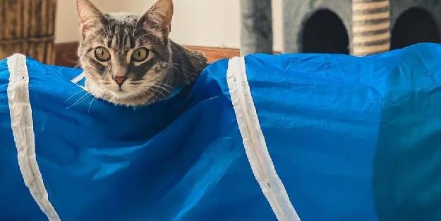 İlk kedi okulu açıldı