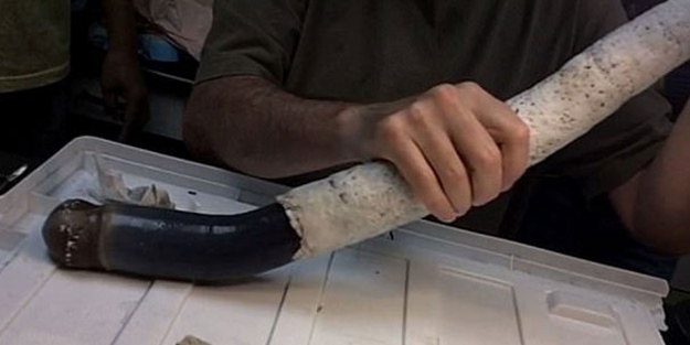 İlk kez canlı olarak yakalandı! İnanılmaz keşif!