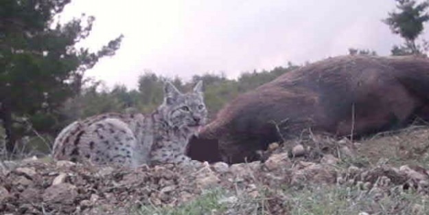 İlk kez domuz yerken görüntülendi!