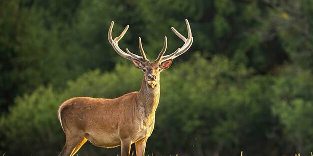 İlk kez geyiklerde Covid-19a yol açan SARS-CoV-2 belirlendi