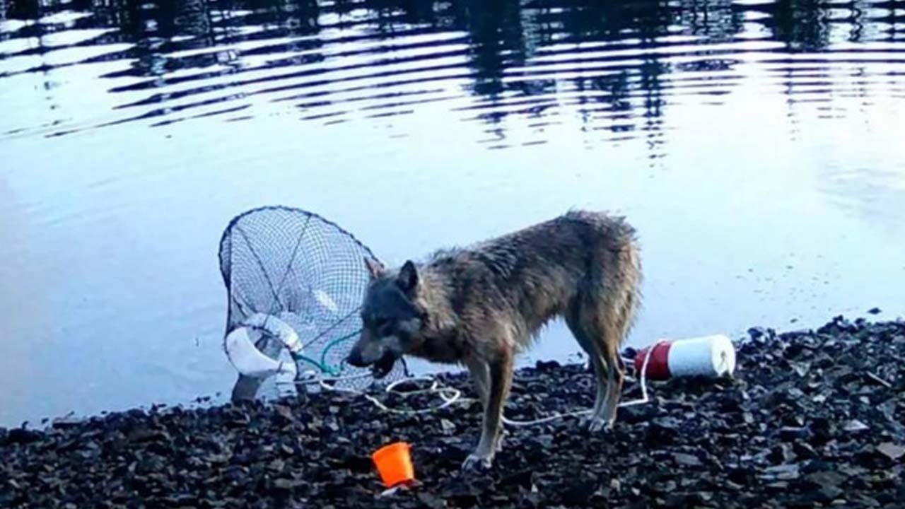 İlk kez görüntülendi: Dişi kurtun zeka gösterisi bilim insanlarını şaşırttı