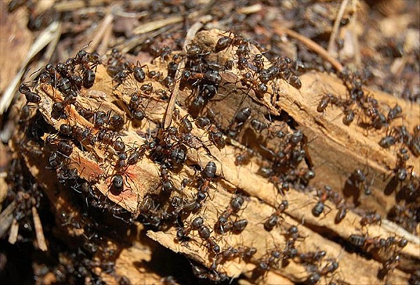 İlk kez görüntülendi! Karıncaların yüzünü daha önce gördünüz mü?