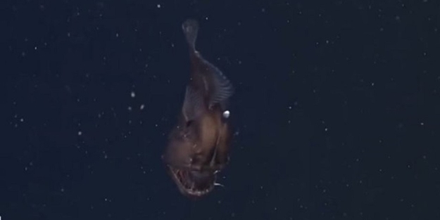 İlk kez kameralara yakalandı - FOTO