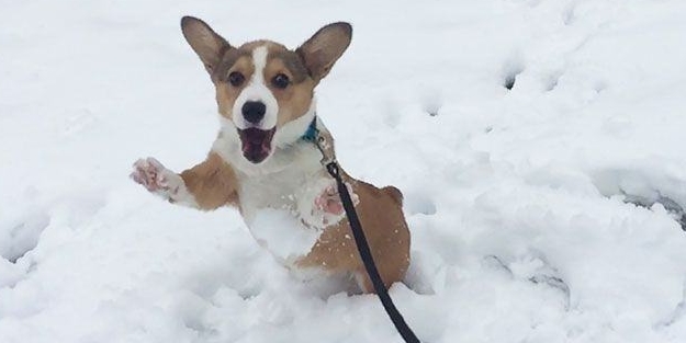 İlk kez kara basan sevimli hayvanlar