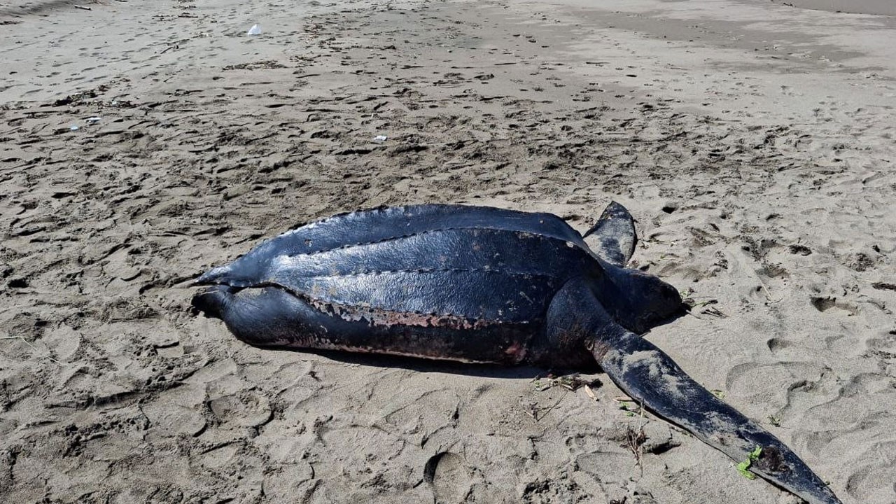 İlk kez Karadeniz'de görüldü! Dev deniz kaplumbağasının gizemli ölümü
